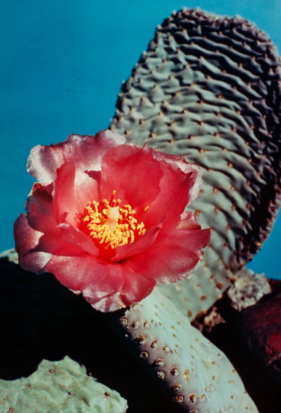 Opuntia basilaris, Dwarf Beaver Tail