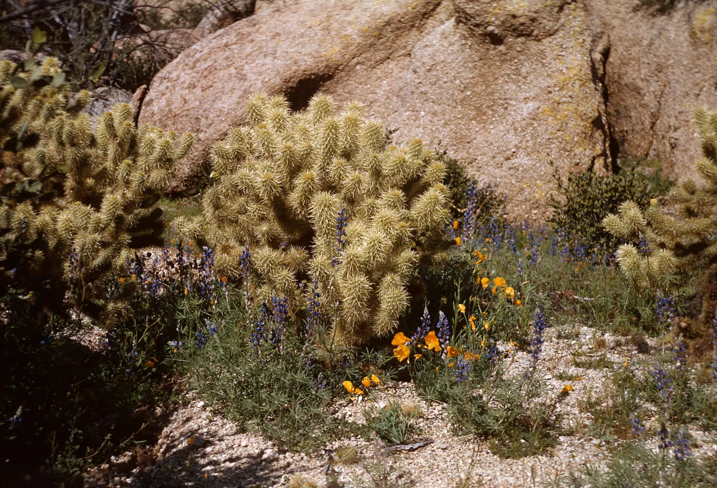 Near Pinnacle Peak