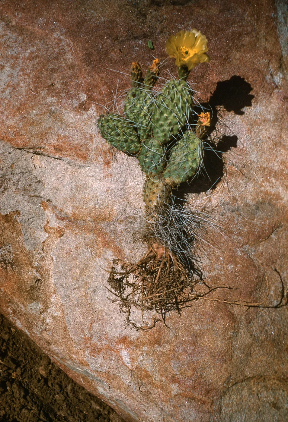 Opuntia erinaceae