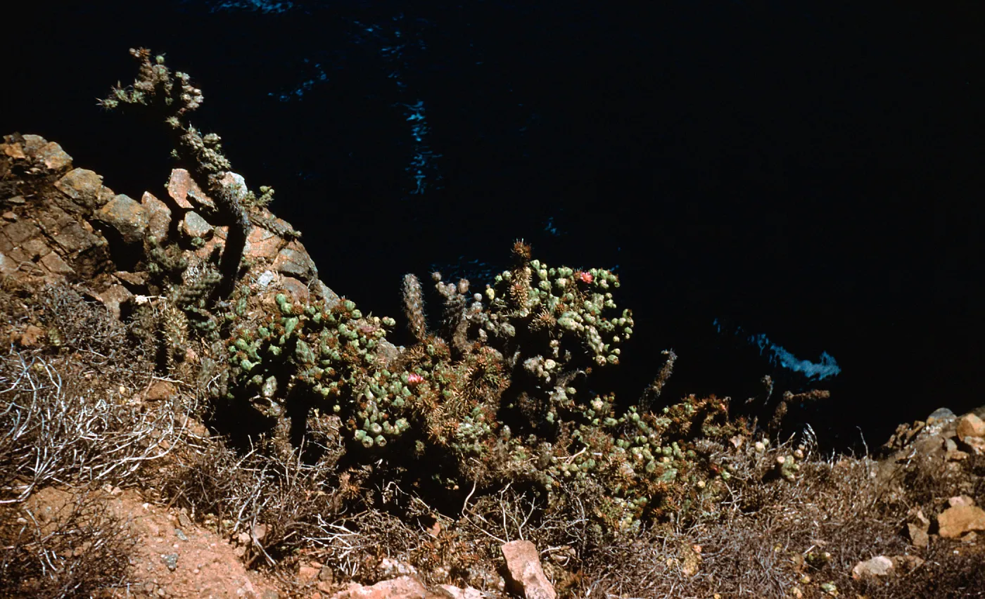Opuntia prolifera, 200 ft. above ocean, on cliff, East end of Anacapa Island
