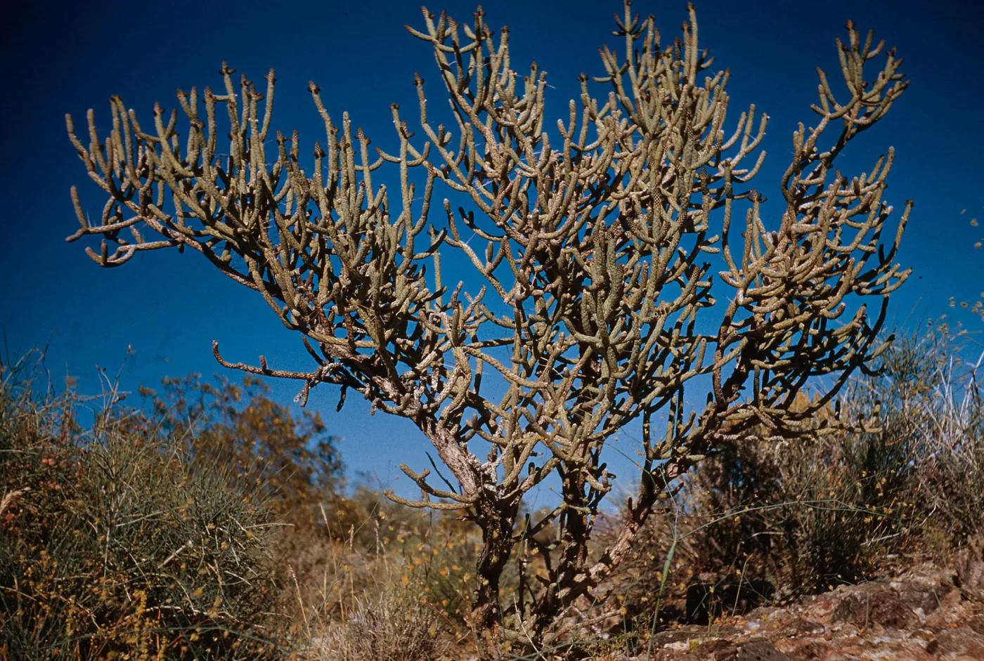 Opuntia ramosissima, spineless form, Nipton, California