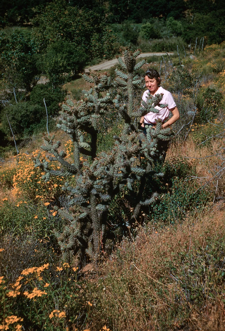 Opuntia parryi, San Carlos Canyon, Baja California