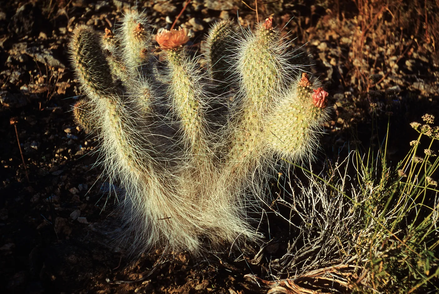 Opuntia erinaceae var ursina, Grisley Bear cactus, Kingston Mountains, California