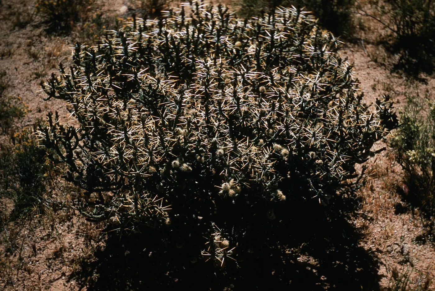 Opuntia ramosissima, spiney form, Cima, California