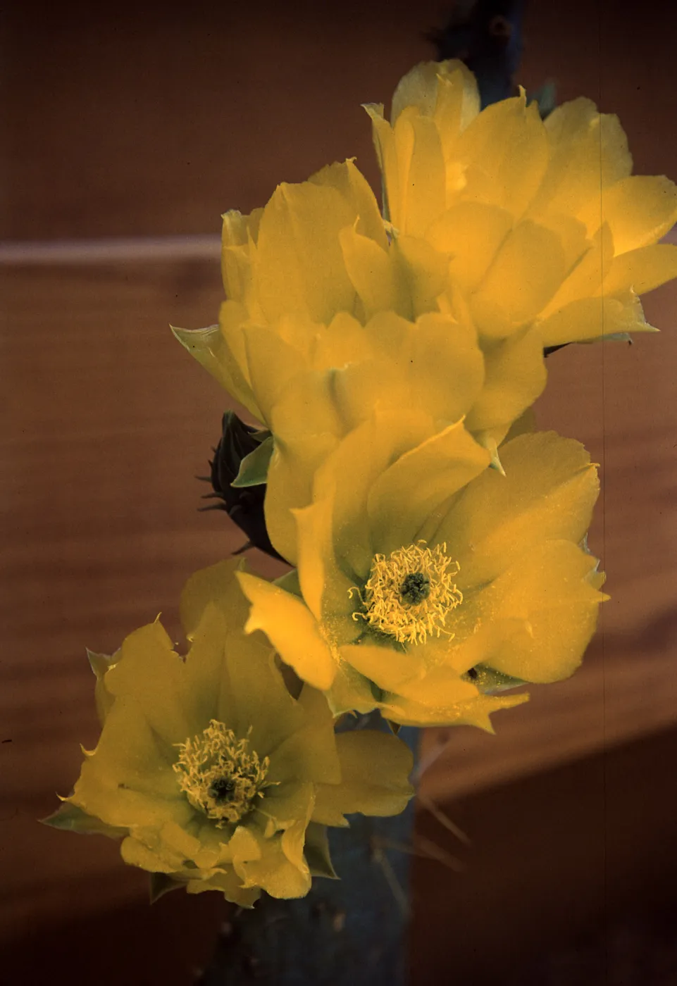 Opuntia linguiformis (Prickly-pear), Texas