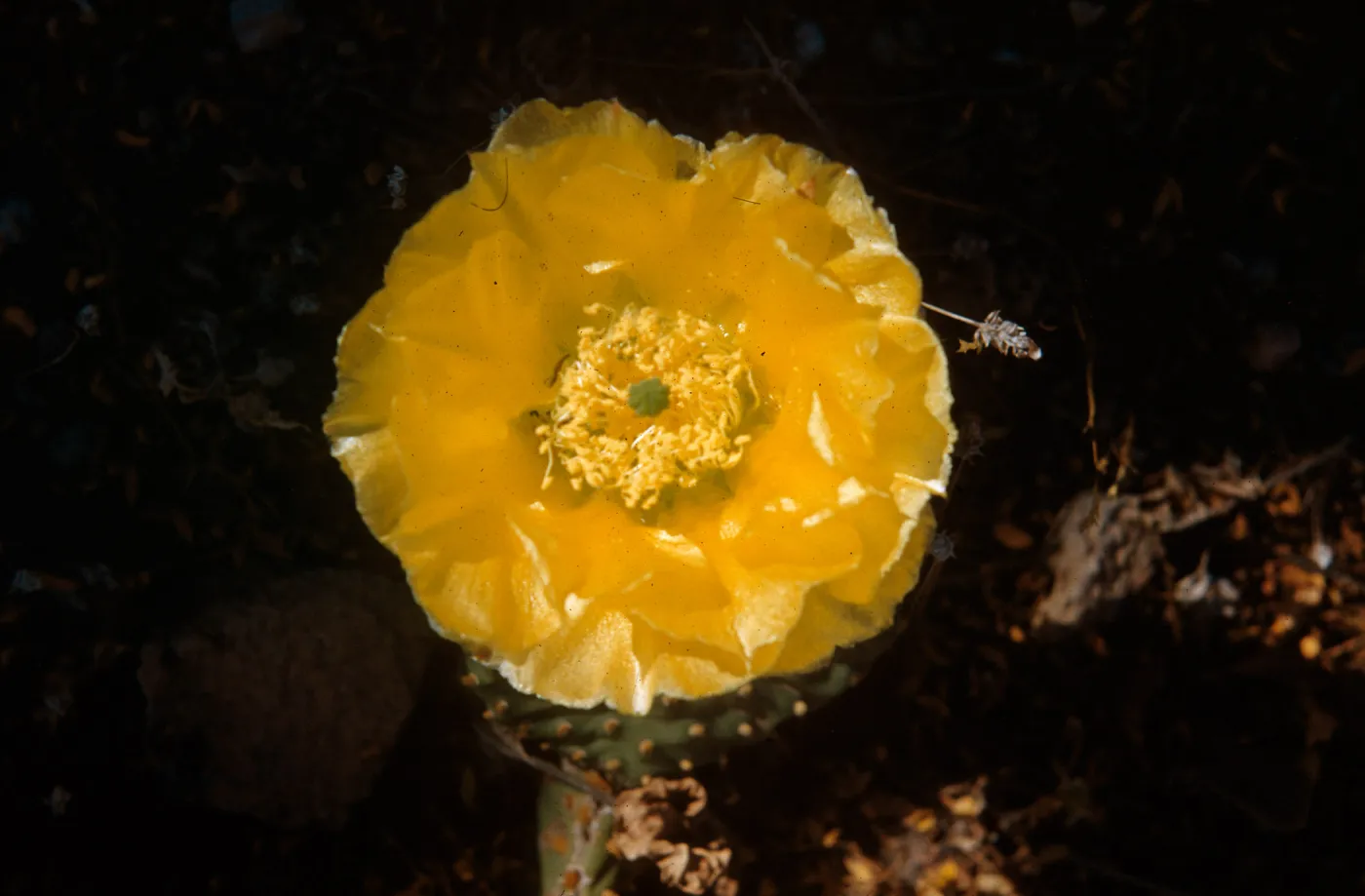 Opuntia aurea (Prickly-pear), 2 miles East of Zion National Park, Utah 