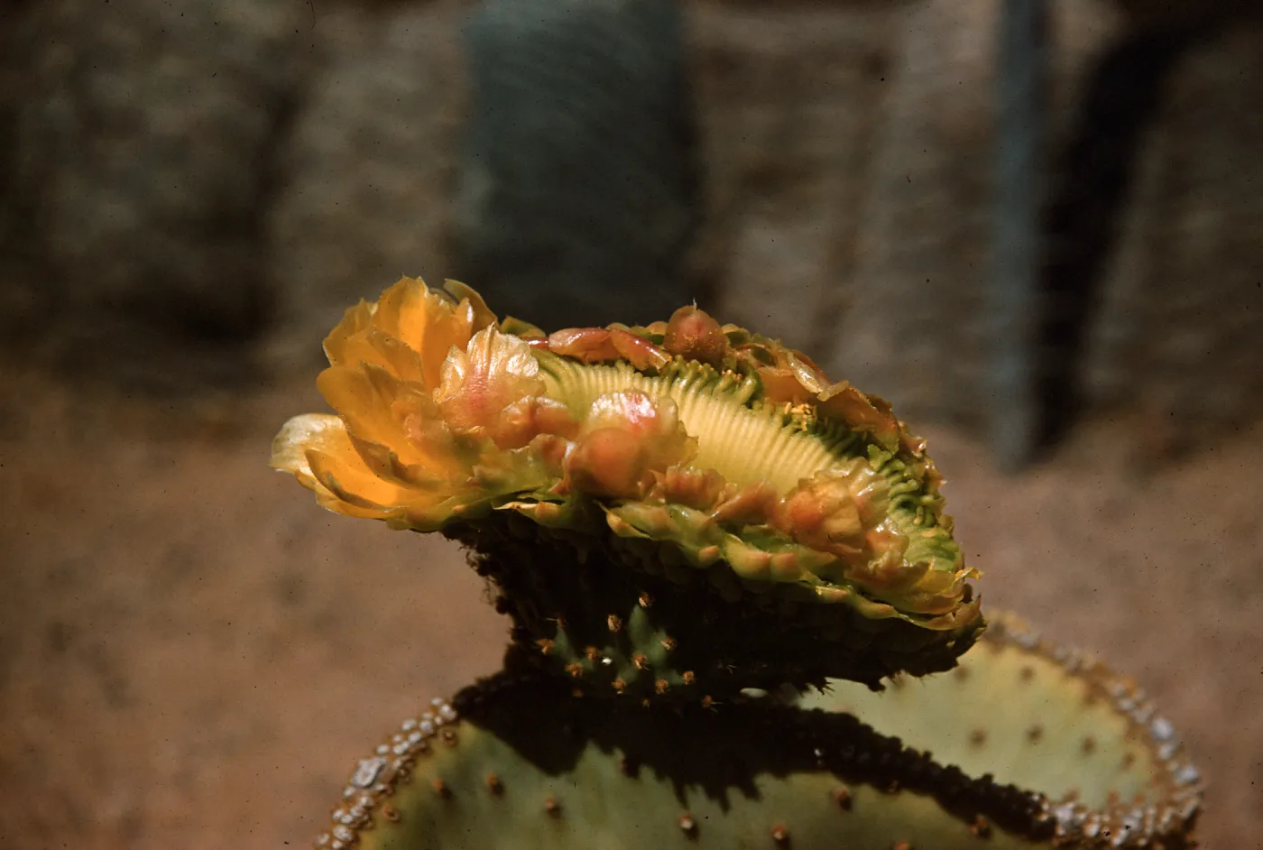 Opuntia Santa Rita (Prickly-pear), cristate flower
