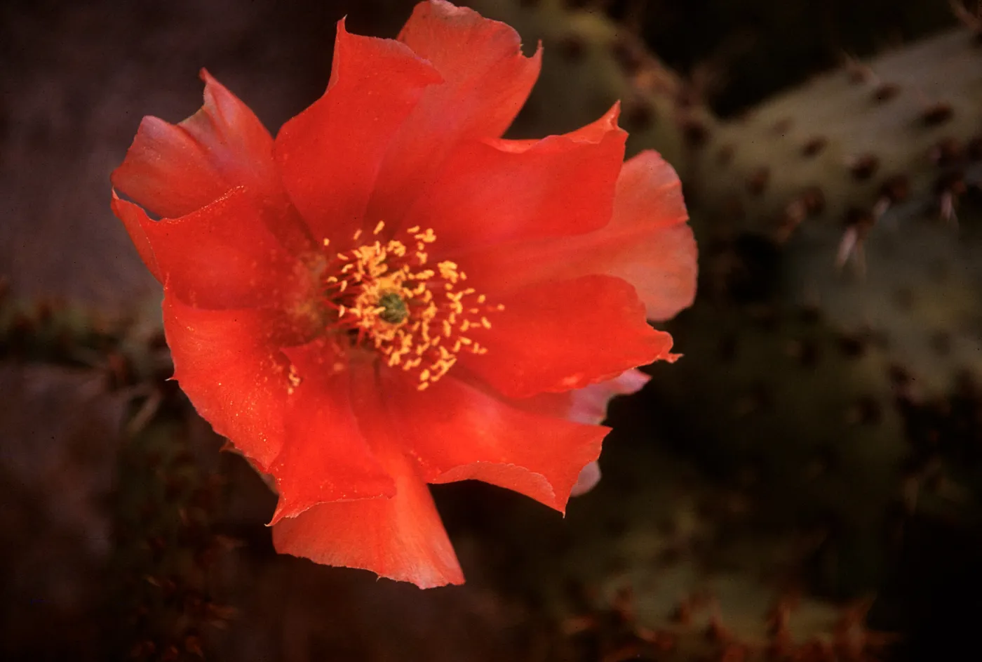 Opuntia vaseyi, Santa Clara River, Saugus, California