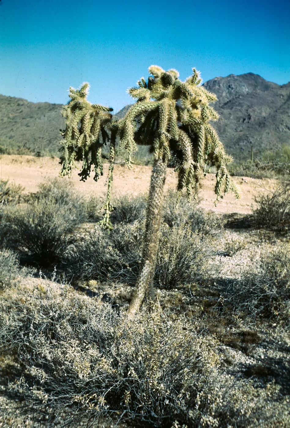 Crested Cholla, Pinnacle Peak, Arizona