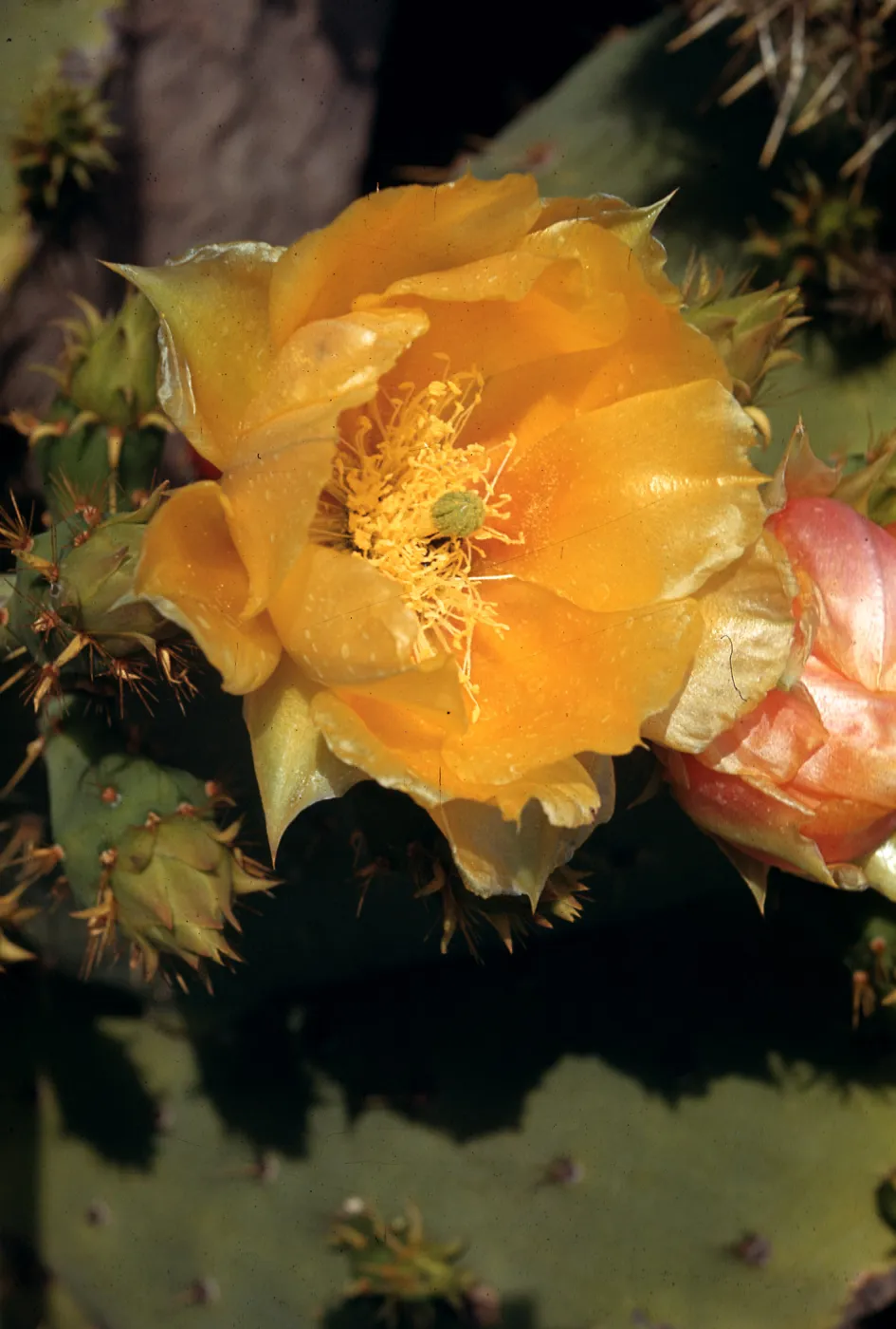 Opuntia vaseyi ?, Santa Barbara Botanic Garden