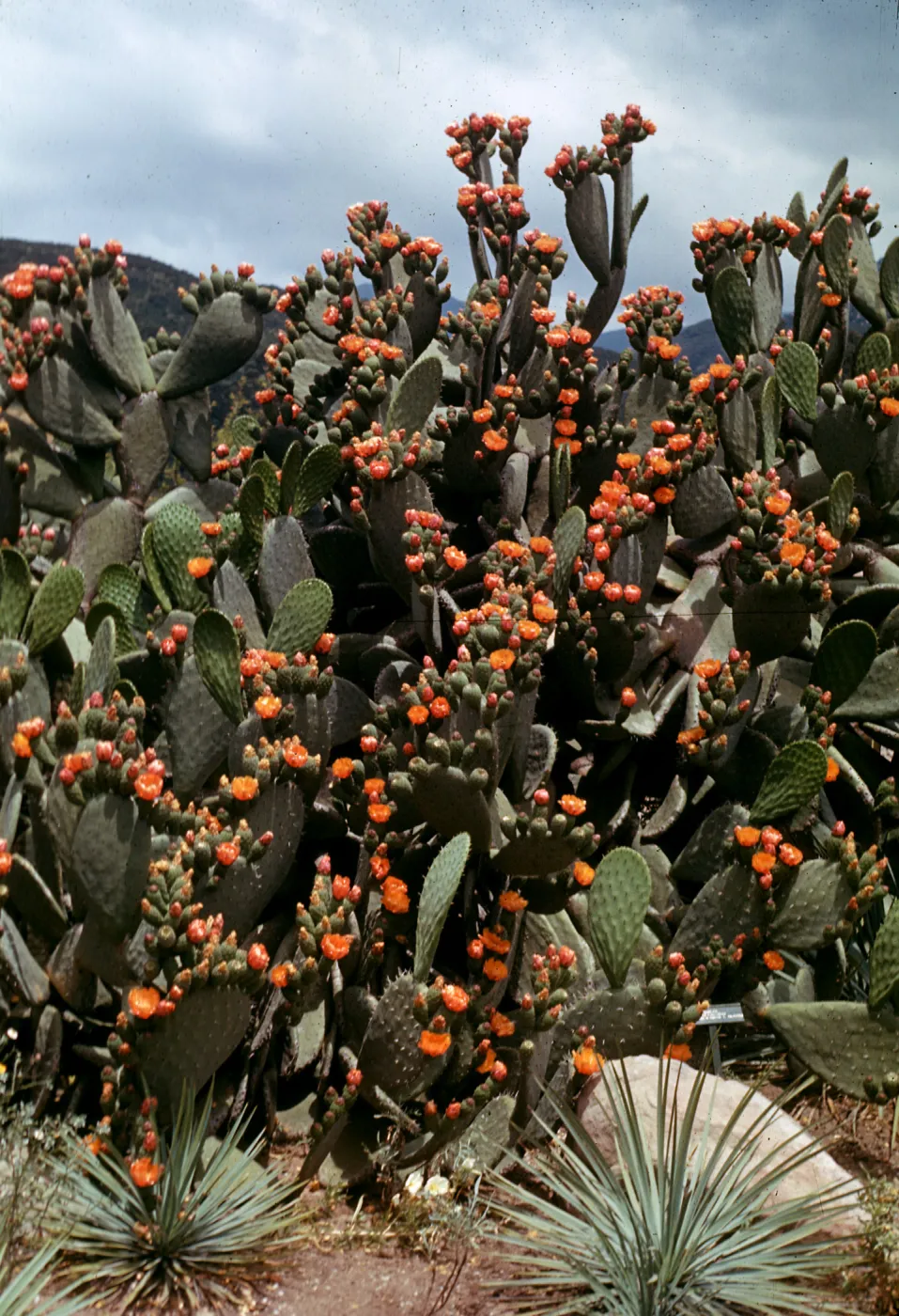 Opuntia ficus-indica