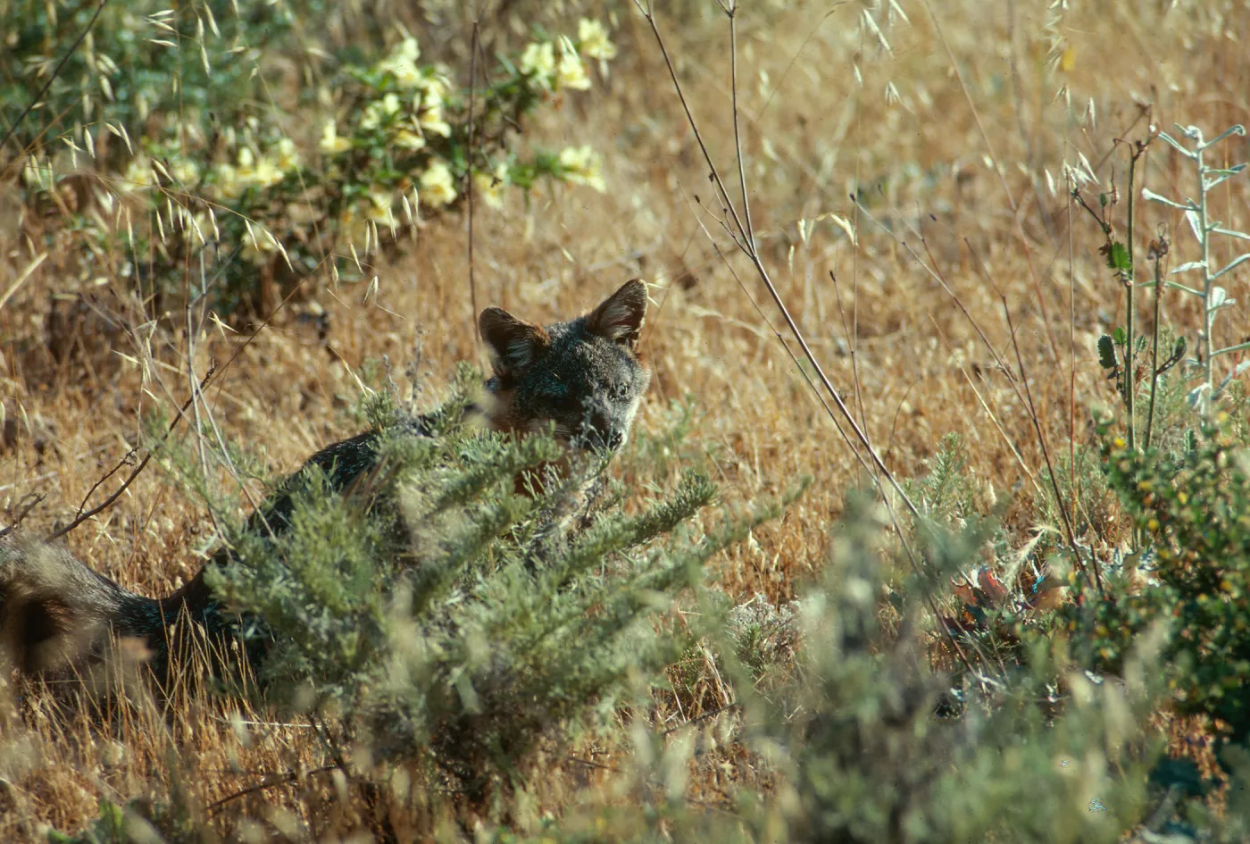 Santa Cruz, island fox