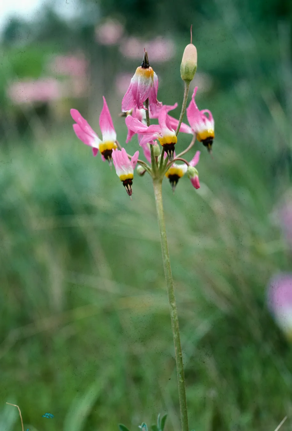Dodecatheon, Primulaceae clevelandia