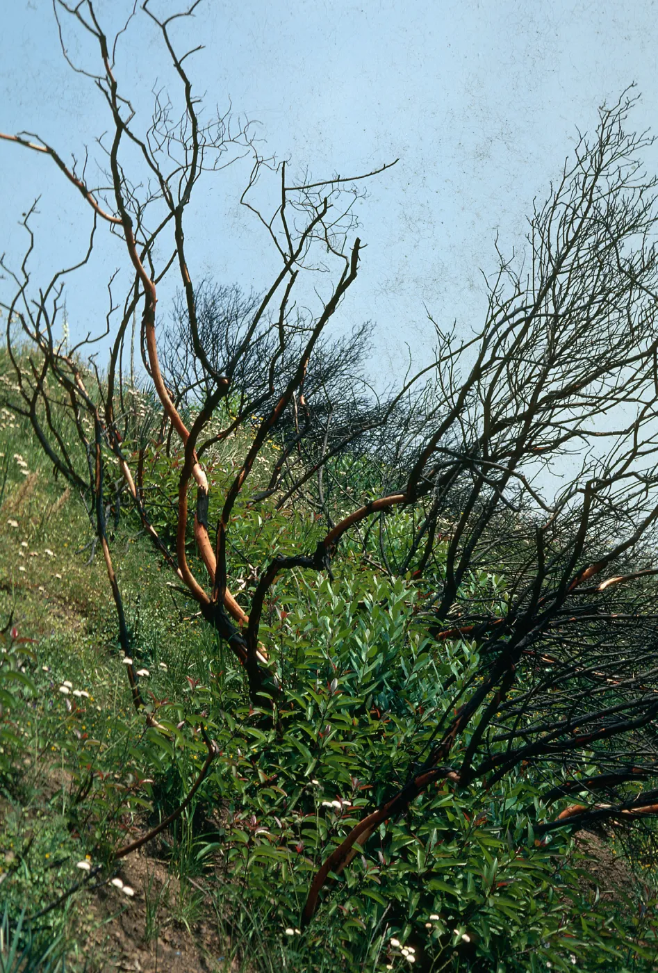 Rhus laurina, stump sprout