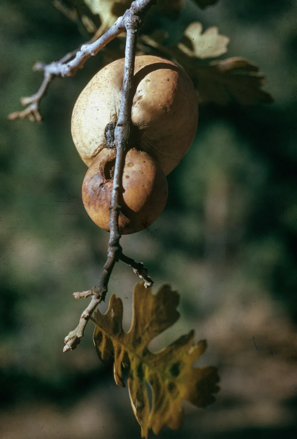 Quercus lobata with gall