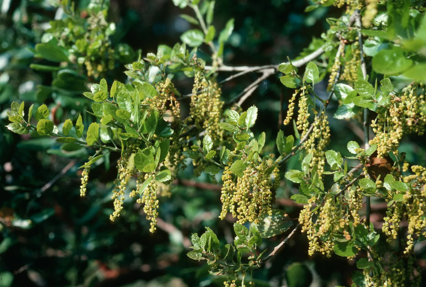 Quercus agrifolia (Coastal Live Oak) inflorscence