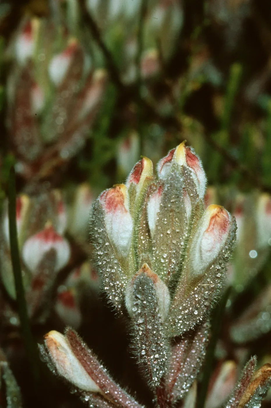 Cosylanthus?, Sandyland Cove, Carpinteria