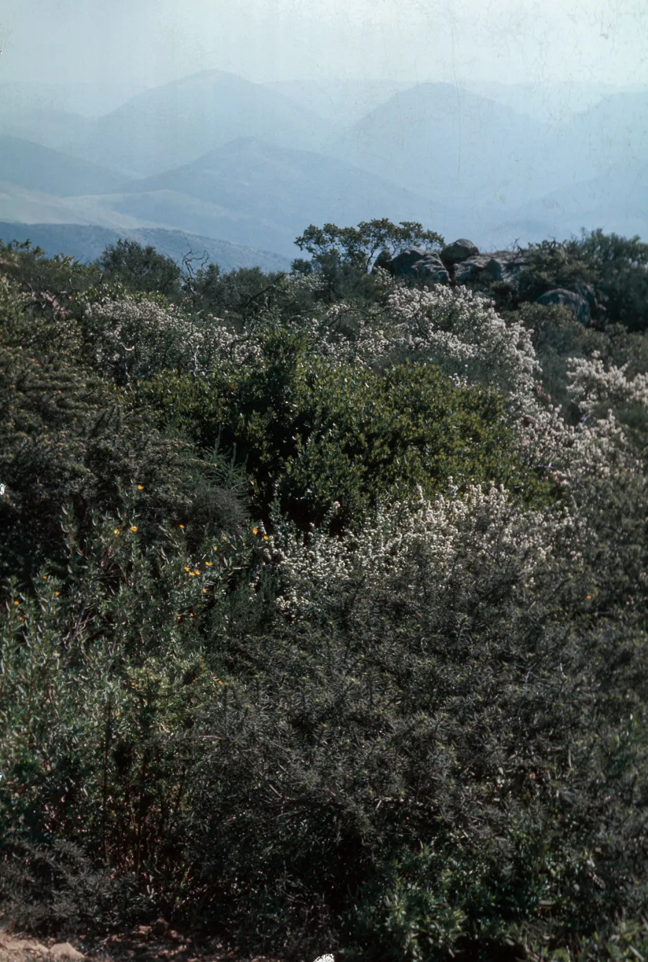 Chaparral, Hollister Ranch