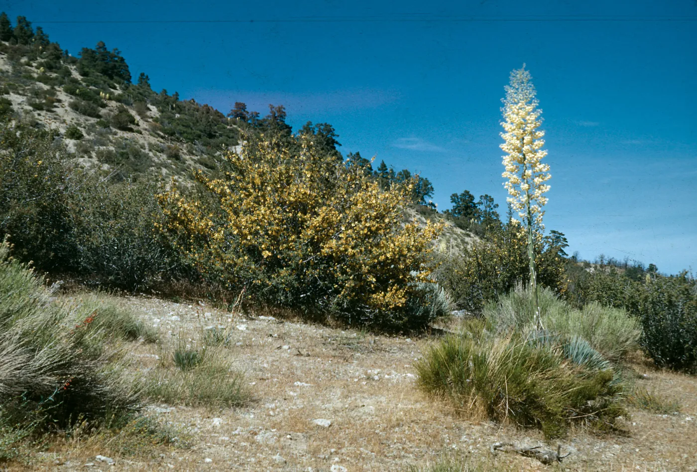 Yucca whipplei, Fremontia californica, Frazier Park