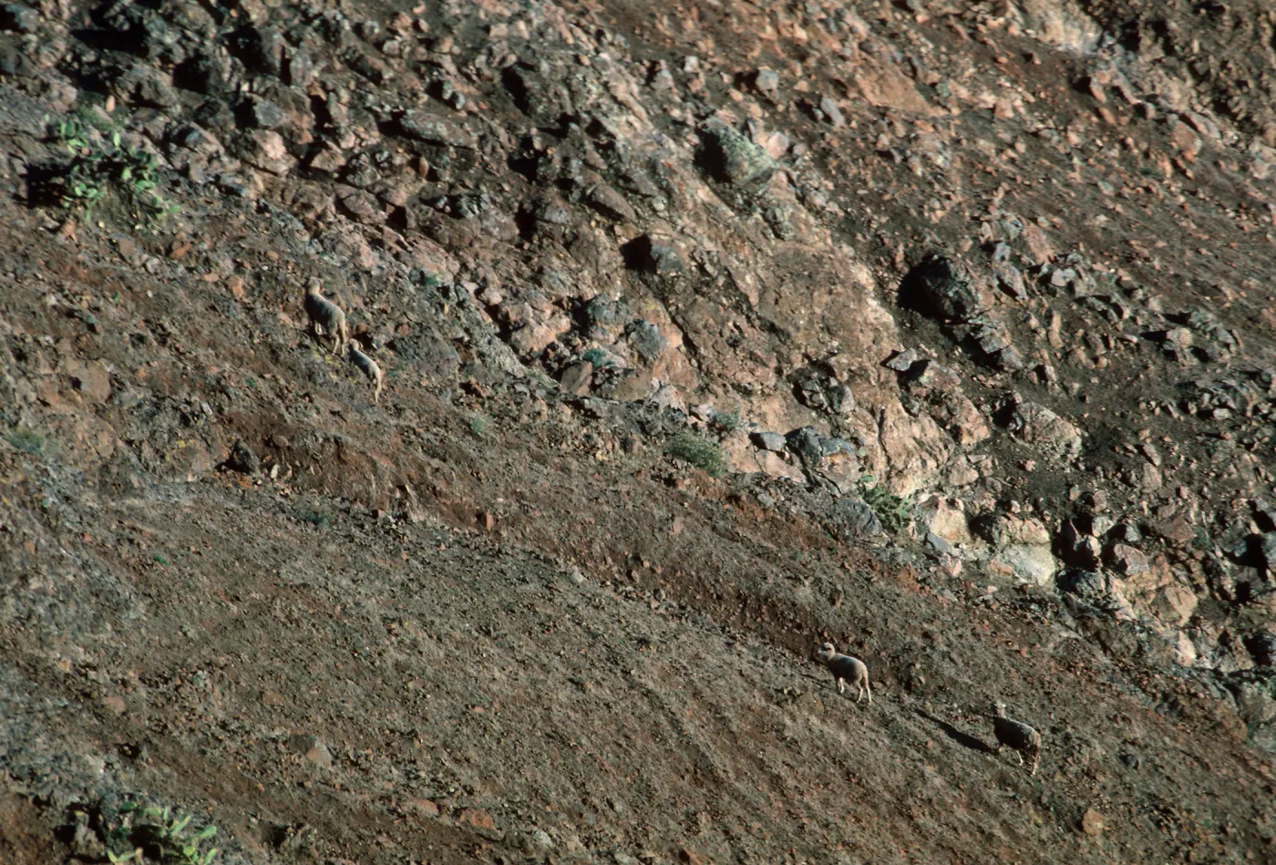 Feral sheep, Santa Cruz Island