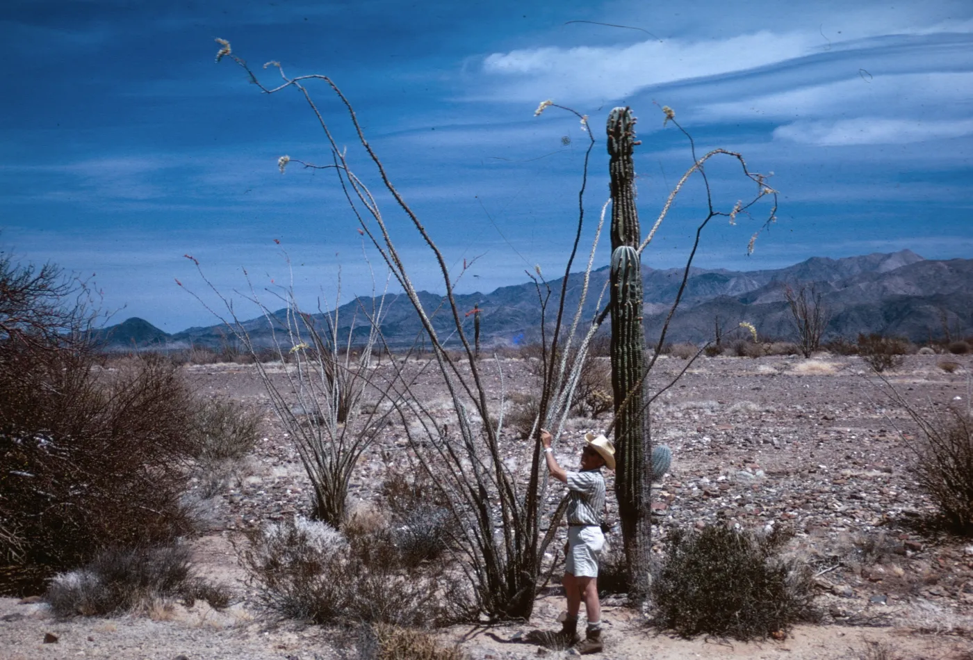 Near Calamajue Arroyo, Yellow Ocotilla discovered by C. Grant, March 1969