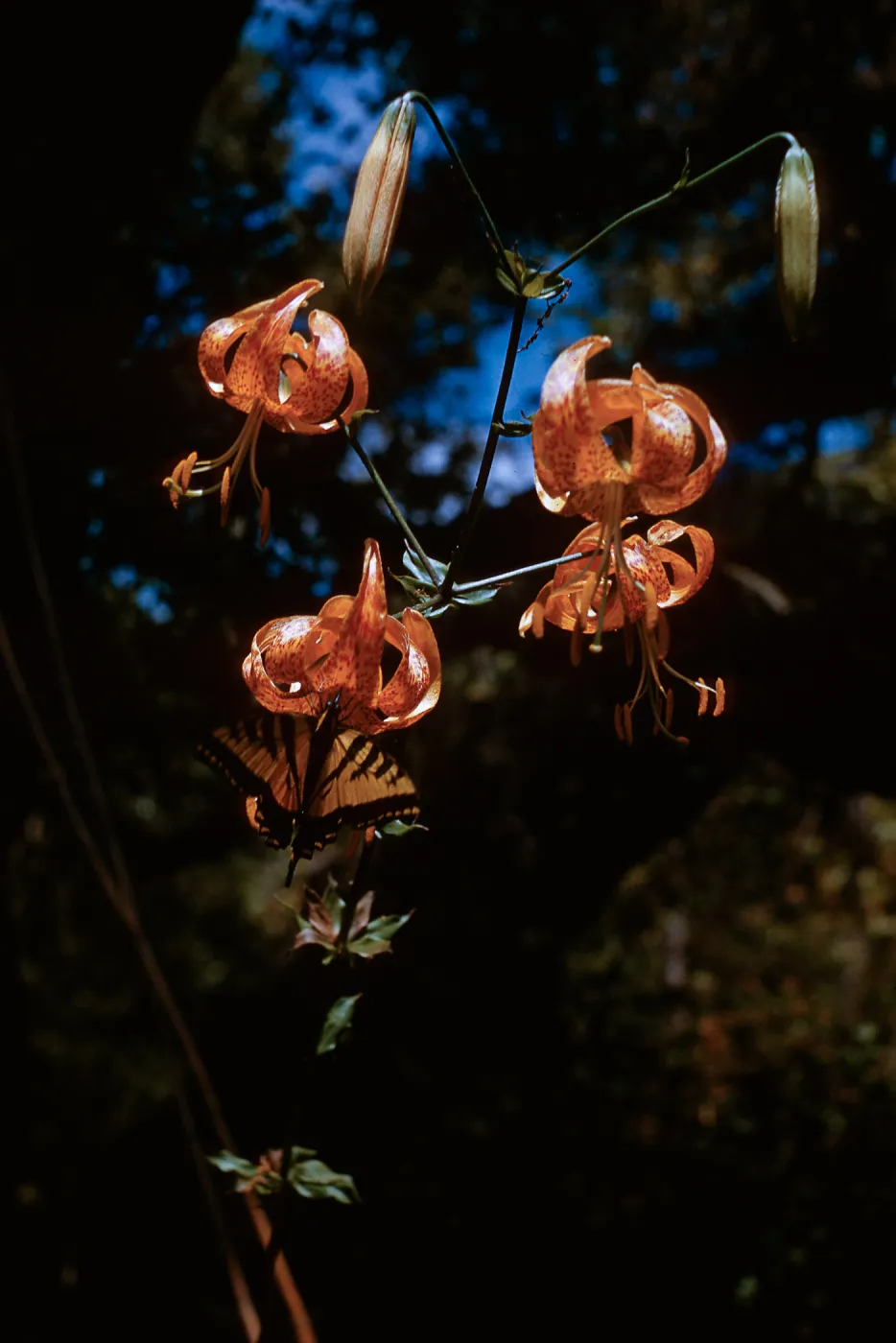 Humboldt lily with butterfly