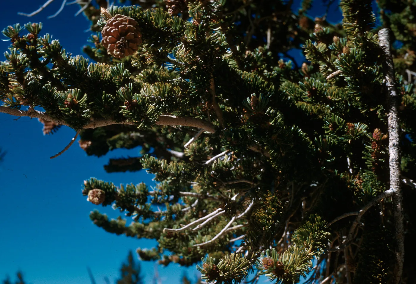 Trip to Bristlecone Pine Forest, Inyo National Forest, Bristlecone Pines w/ Neil Muller, 1960-68