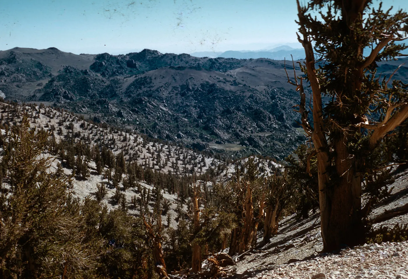 Trip to Bristlecone Pine Forest, Inyo National Forest, Bristlecone Pines w/ Neil Muller, 1960-68