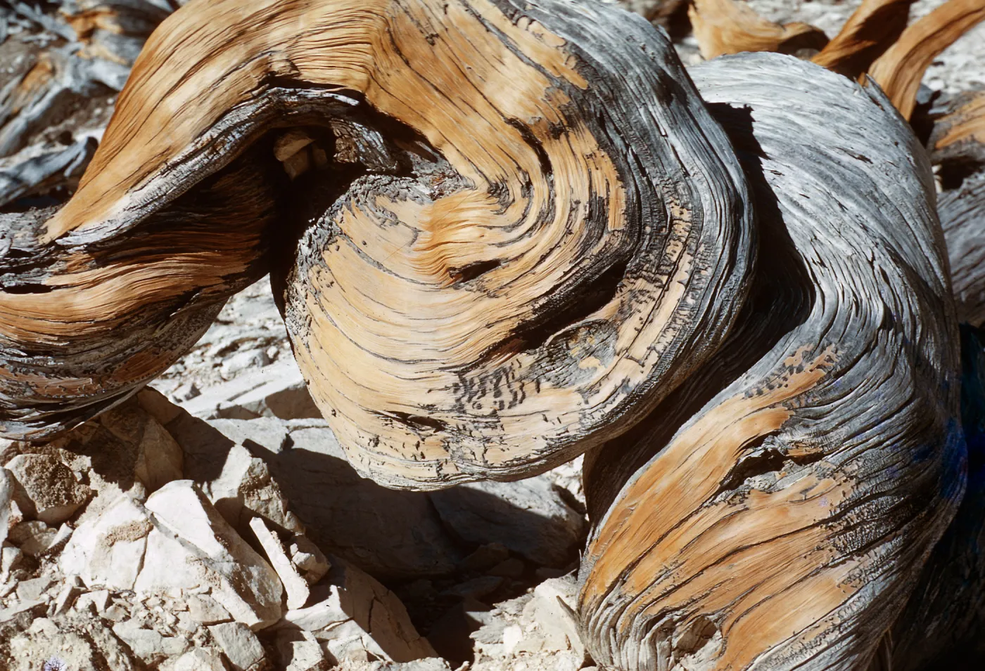 Trip to Ancient Bristlecone Forest, Inyo National Forest w/Neil Muller, 1960-68