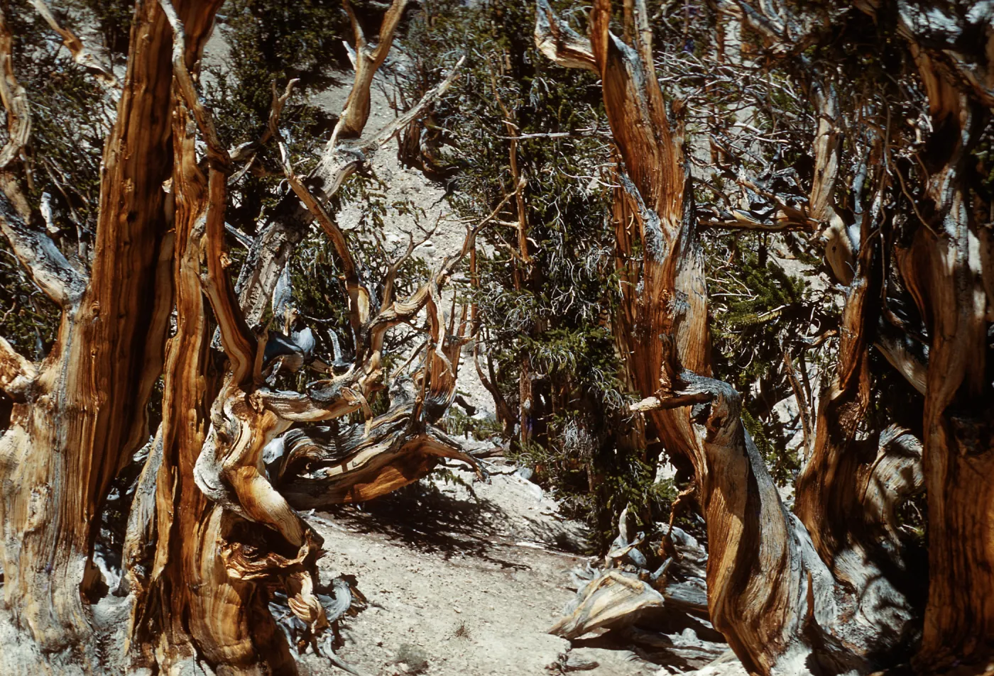Trip to Ancient Bristlecone Forest, Inyo National Forest w/Neil Muller, 1960-68