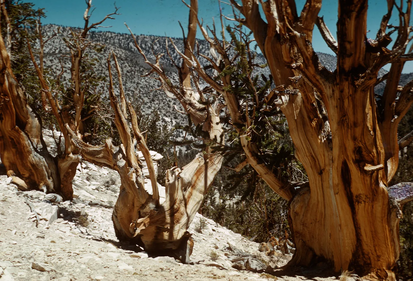 Trip to Ancient Bristlecone Forest, Inyo National Forest w/Neil Muller, 1960-68
