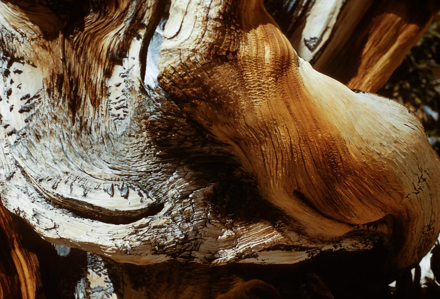 Trip to Ancient Bristlecone Forest, Inyo National Forest w/Neil Muller, 1960-68