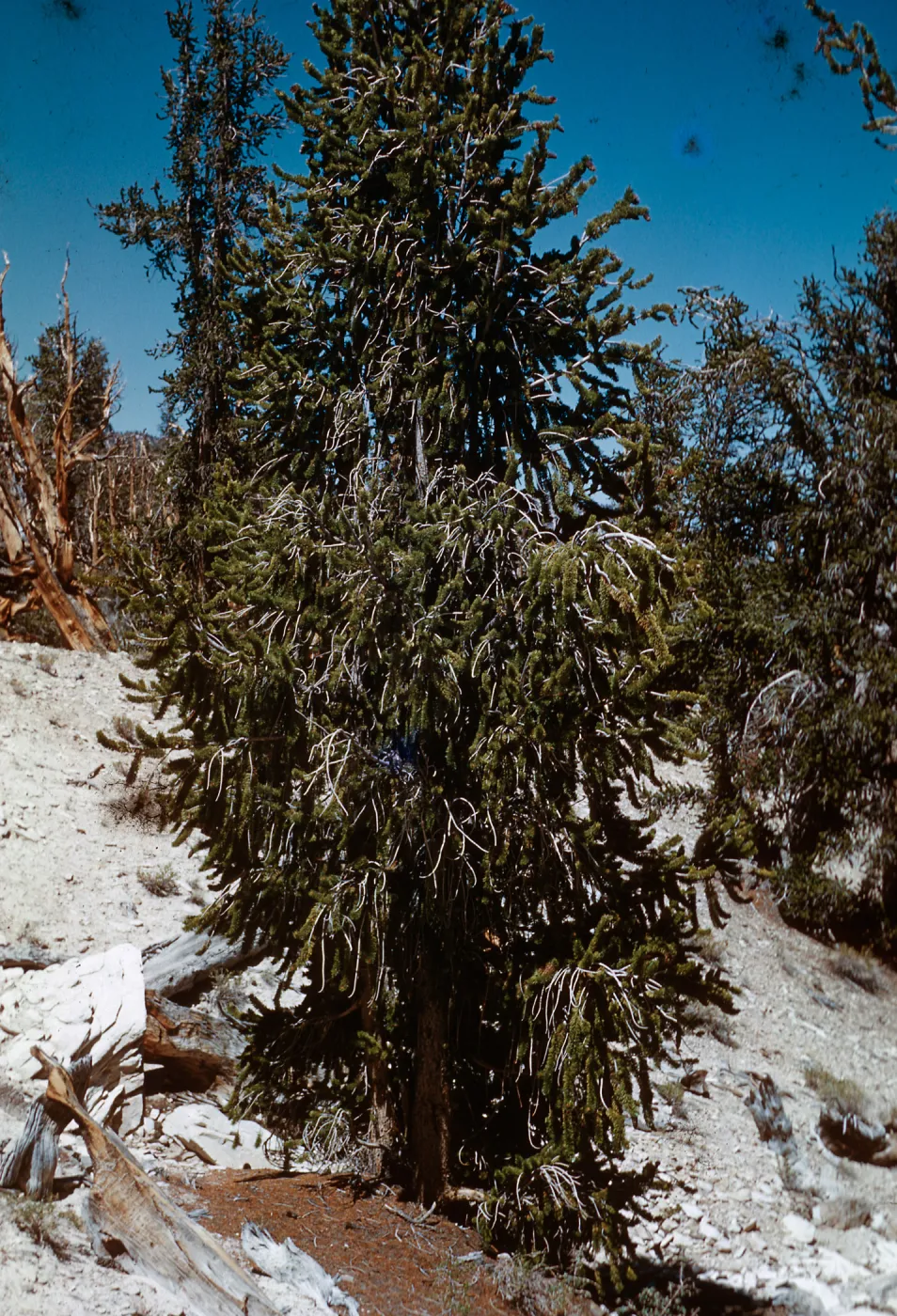 Trip to Ancient Bristlecone Forest, Inyo National Forest w/Neil Muller, 1960-68