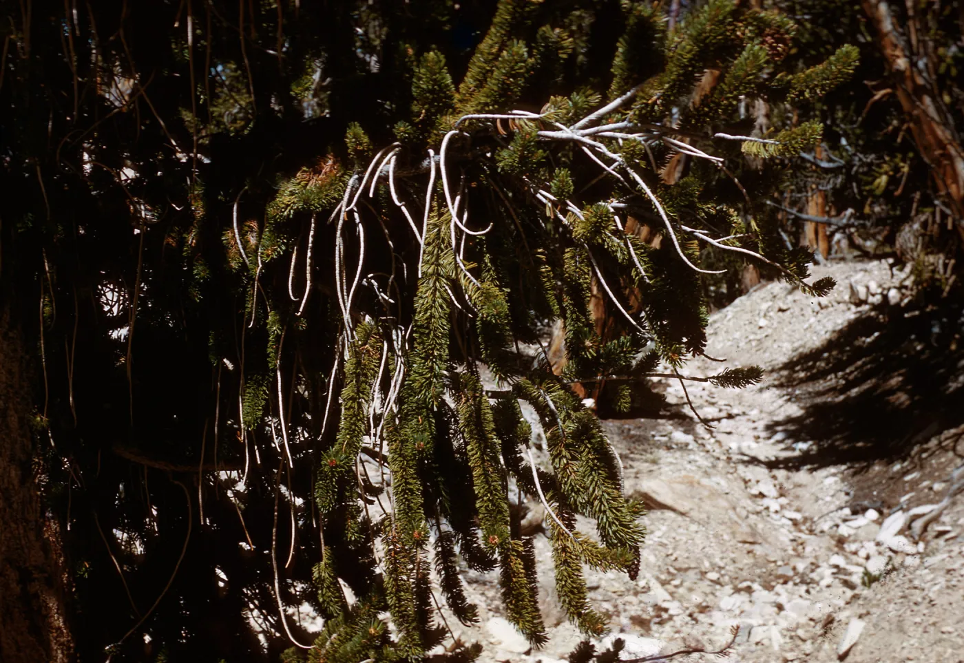 Trip to Ancient Bristlecone Forest, Inyo National Forest w/Neil Muller, 1960-68