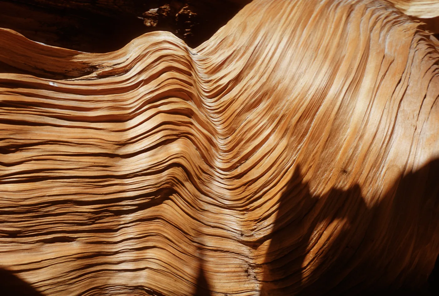 Trip to Ancient Bristlecone Forest, Inyo National Forest w/Neil Muller, 1960-68