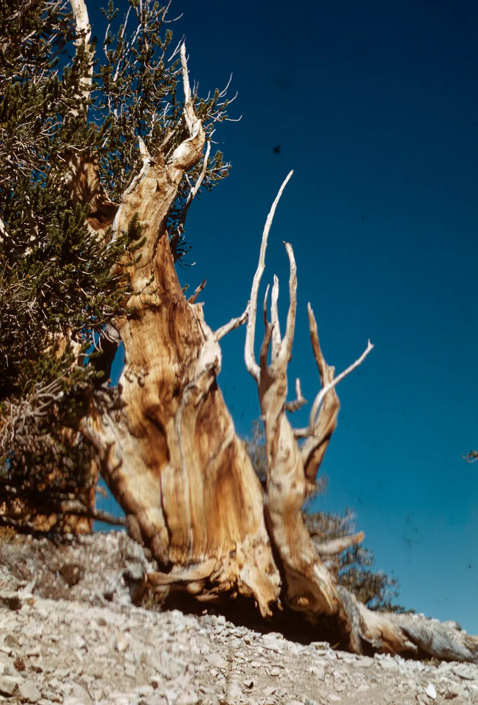 Trip to Ancient Bristlecone Forest, Inyo National Forest w/Neil Muller, 1960-68