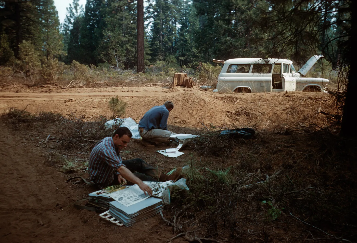 Pressing plant specimens, Santa Barbara Botanic Garden Sequoia trip, Sequoia National Park, 1961