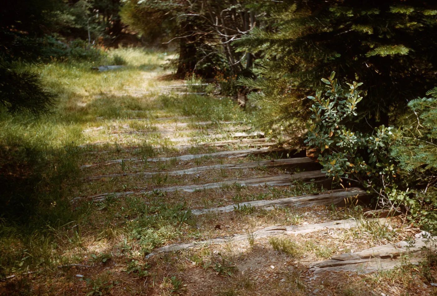 Santa Barbara Botanic Garden trip, Sequoia National Park, 1961