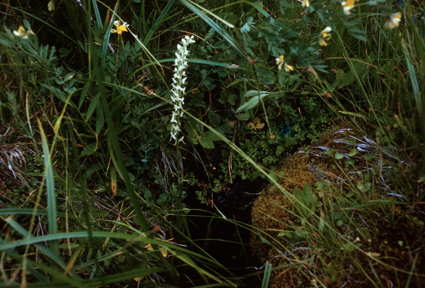 Santa Barbara Botanic Garden trip, Sequoia National Park, 1961