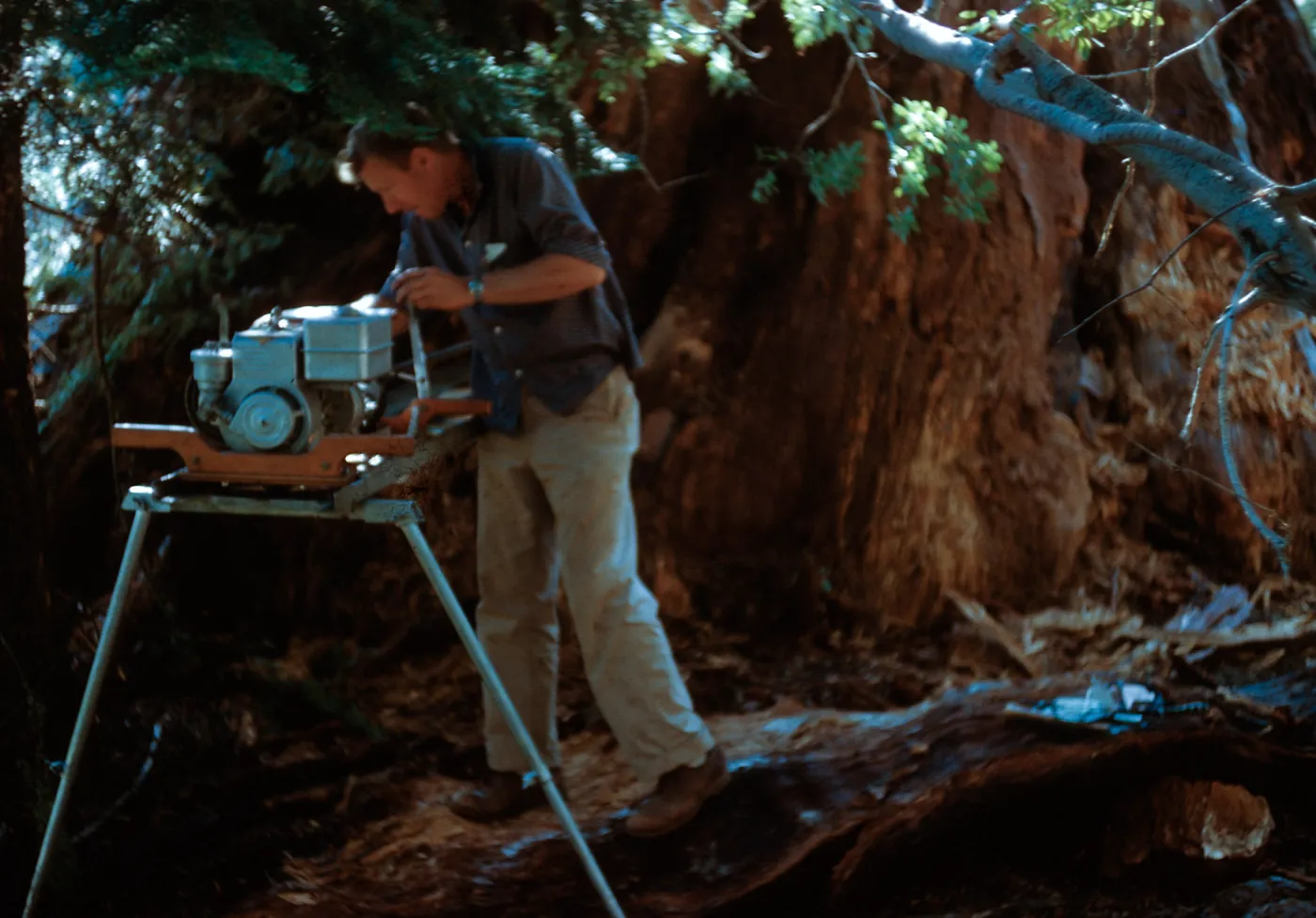 Increment boring, Santa Barbara Botanic Garden trip, Sequoia National Park, 1961