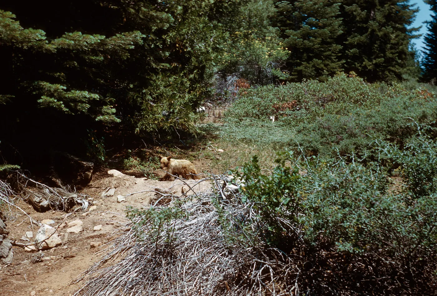 Bear,Santa Barbara Botanic Garden trip, Sequoia National Park, 1961