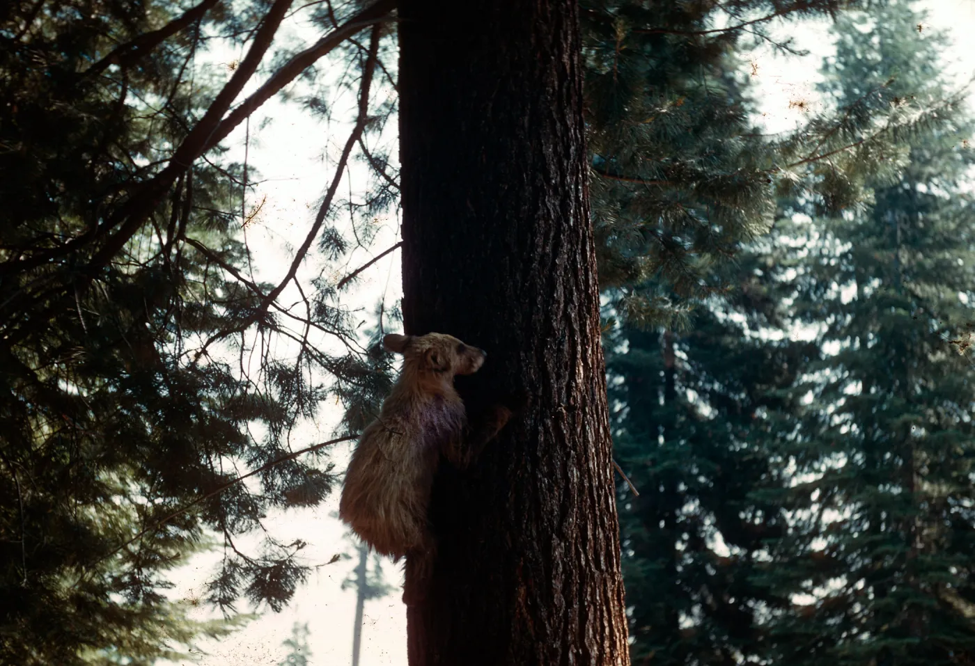 Bear, Santa Barbara Botanic Garden trip, Sequoia National Park, 1961