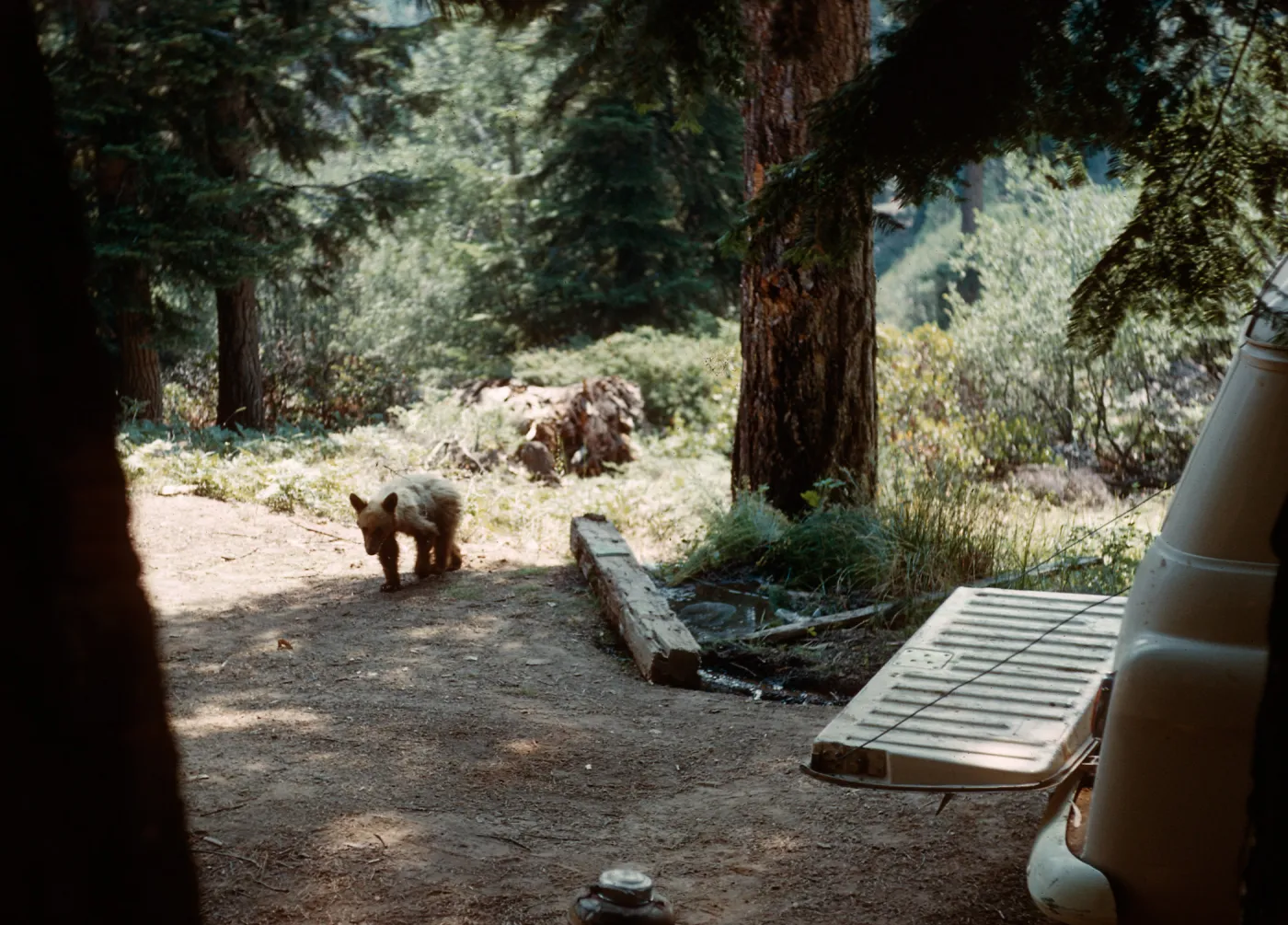 Bear, Santa Barbara Botanic Garden trip, Sequoia National Park, 1961