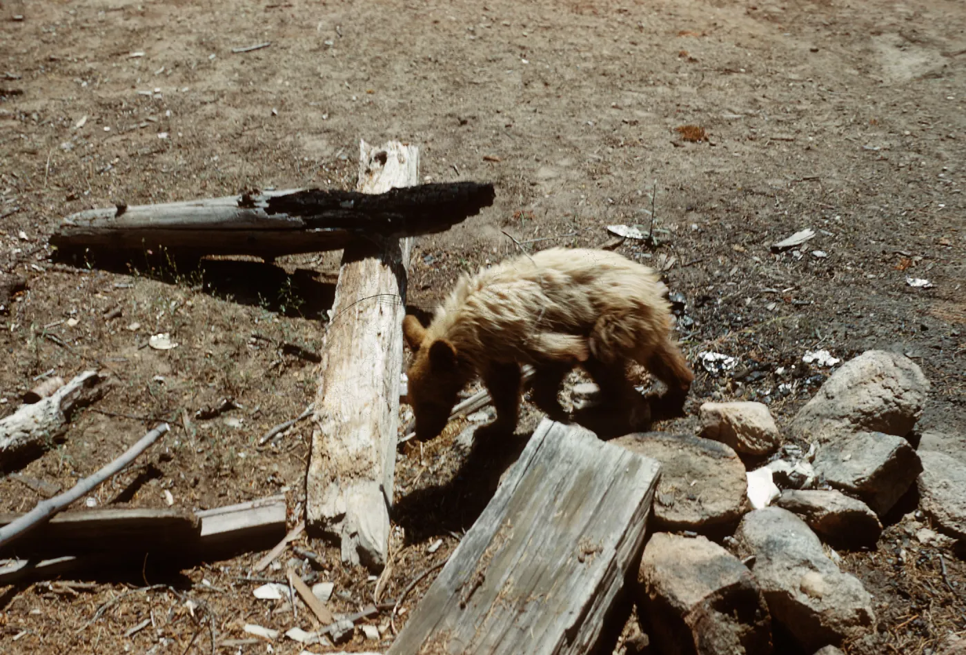 Bear, Santa Barbara Botanic Garden trip, Sequoia National Park, 1961