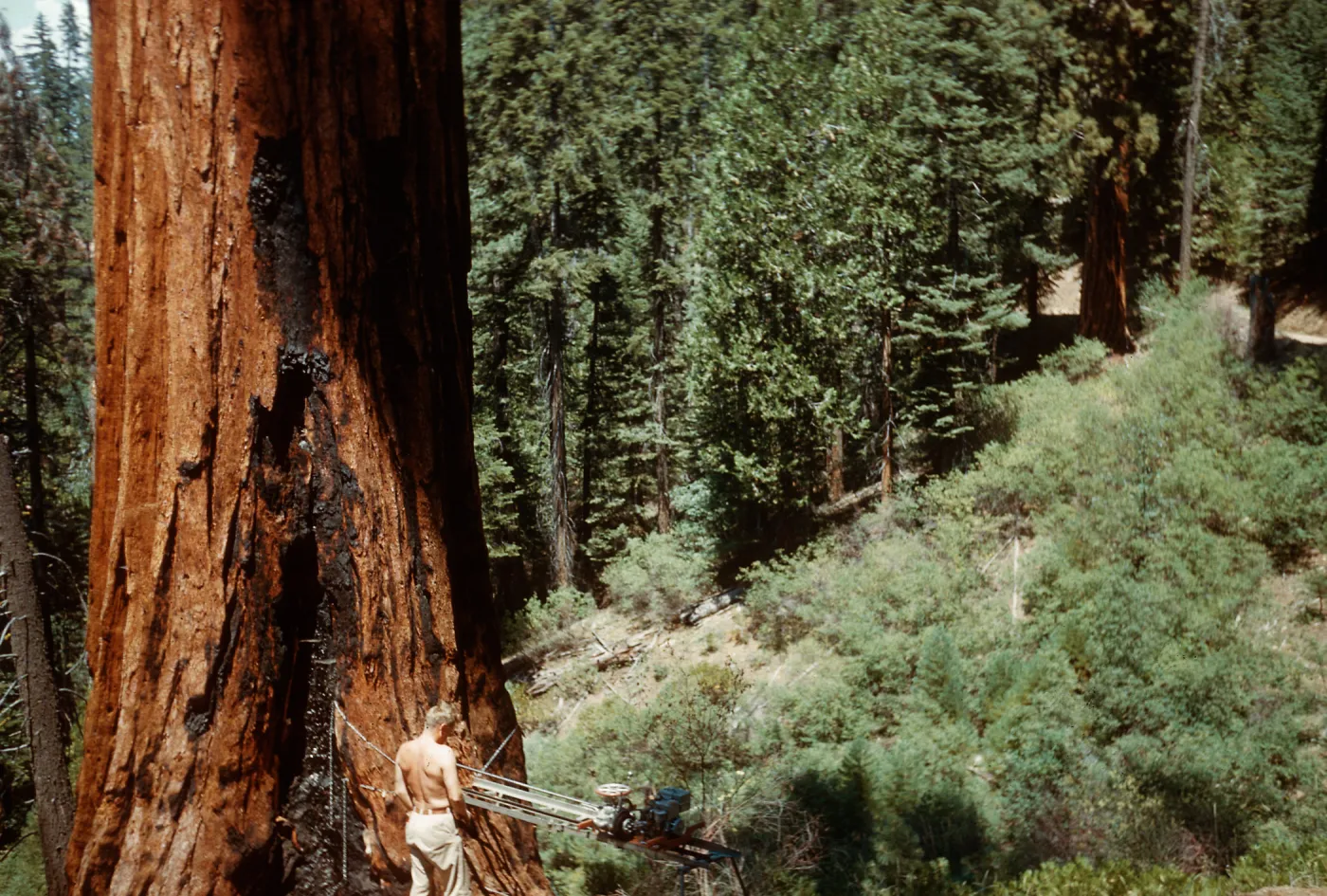 Tree coring, Santa Barbara Botanic Garden trip, Sequoia National Park, 1961