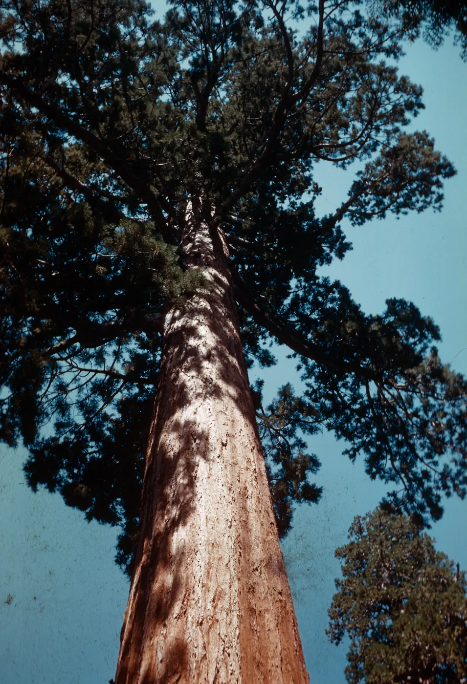 Sequoia tree, Santa Barbara Botanic Garden trip, Sequoia National Park, 1961