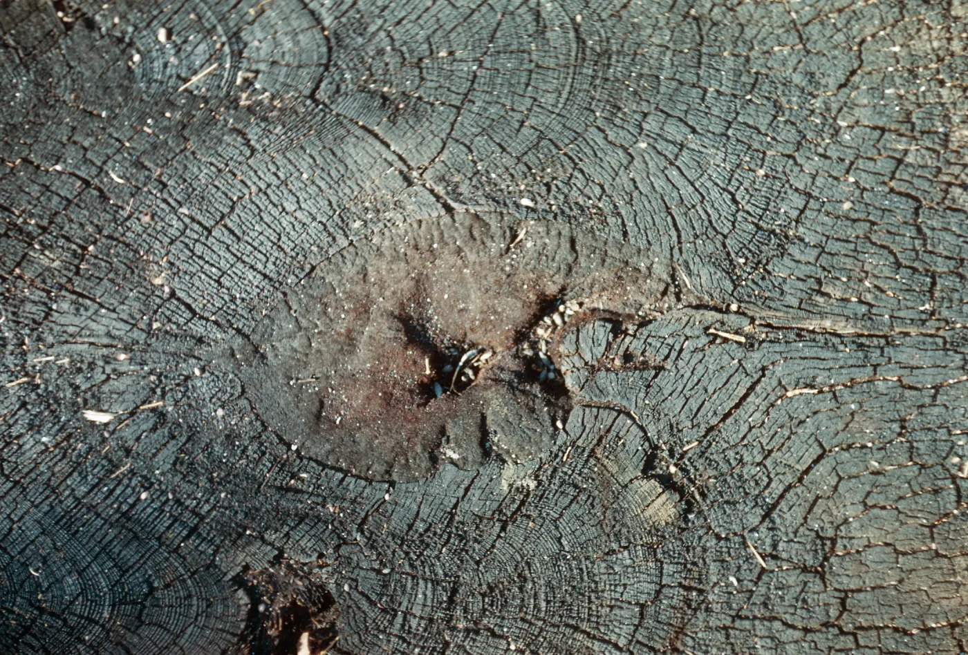 Fire damage, canker, Santa Barbara Botanic Garden trip, Sequoia National Park, 1961