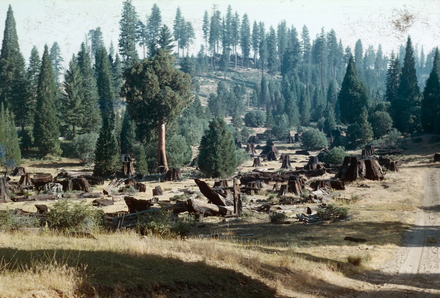 Giant Sequoia stumps, Logged area, Santa Barbara Botanic Garden trip, Sequoia National Park, 1961,