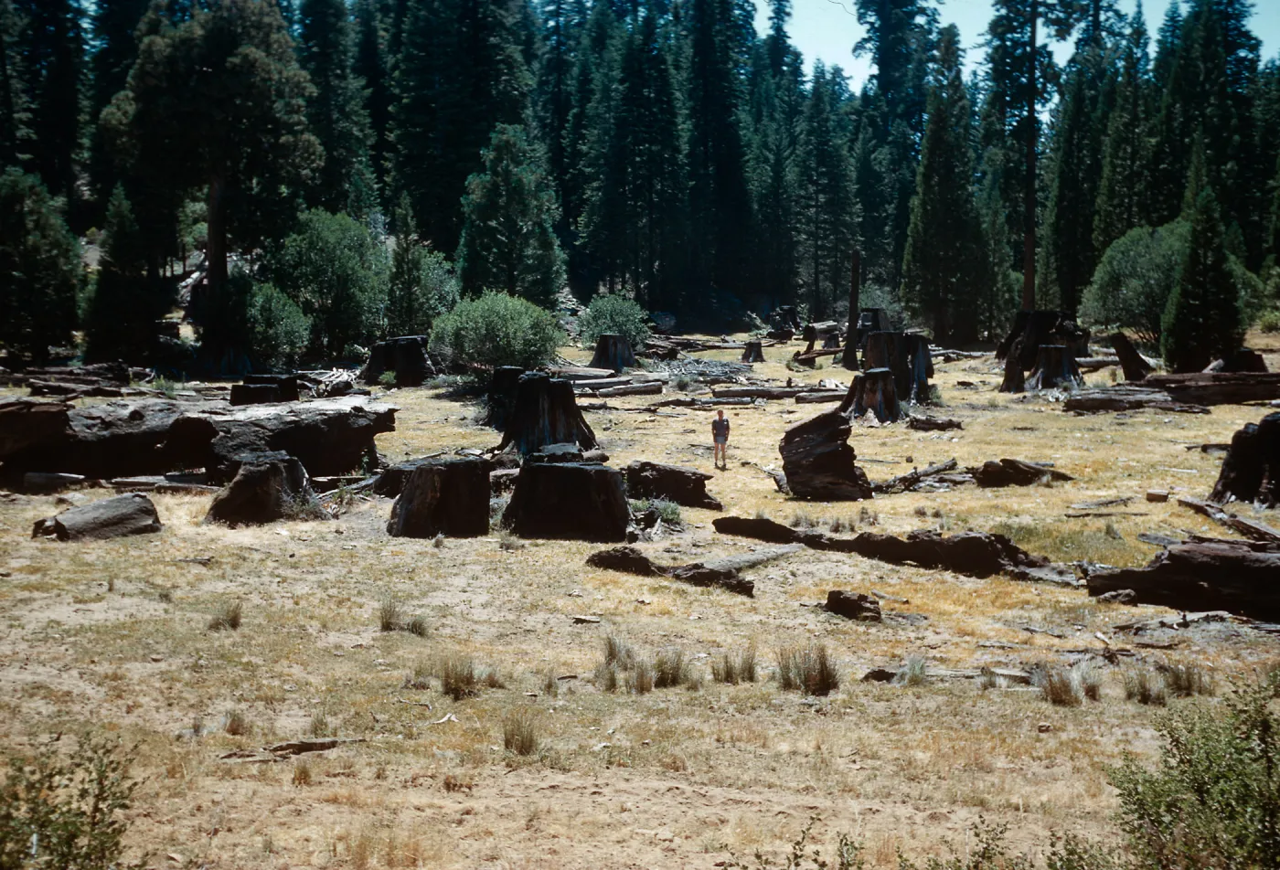Giant Sequoia stumps, Logged area, Santa Barbara Botanic Garden trip, Sequoia National Park, 1961,