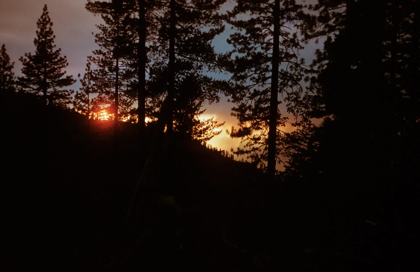 Fire, Santa Barbara Botanic Garden trip, Sequoia National Park, 1961
